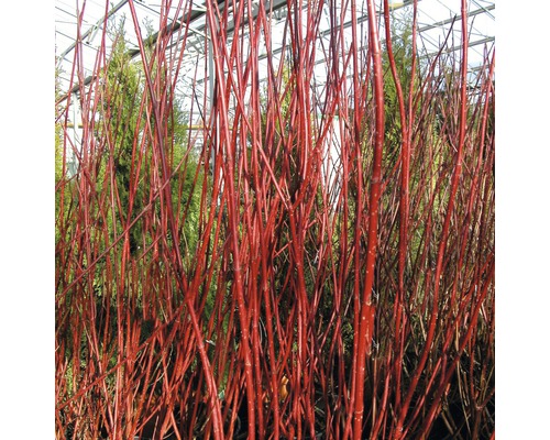 Svída bílá FloraSelf Cornus alba 'Sibirica' výška 80-100 cm květináč 10 l