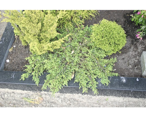 Osázený hrob s různými stálezelenými rostlinami