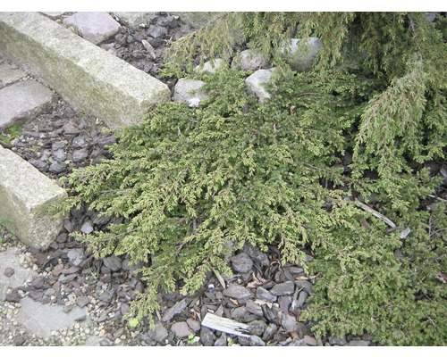 Plazivý jalovec na zahradě s kameny a mulčovací kůrou