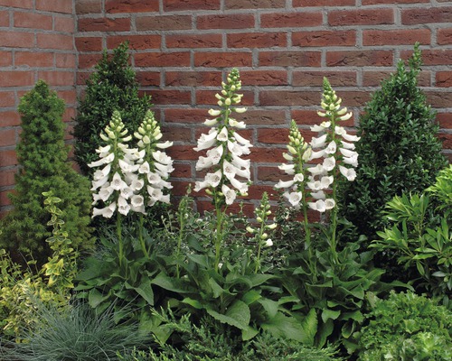 Náprstník červený FloraSelf Digitalis purpurea květináč 3 l 1 ks, různé druhy