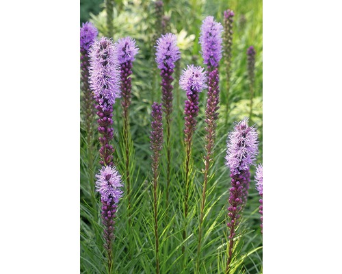 Šuškarda klasnatá FloraSelf Liatris spicata 10-40 cm květináč 3 l