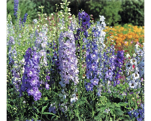 Pole květů ostrožky v zahradě