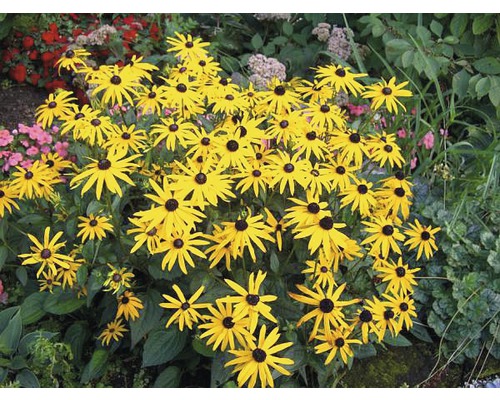 Skupina rostlin Rudbeckia se žlutými okvětními lístky a černými středy v zahradě.