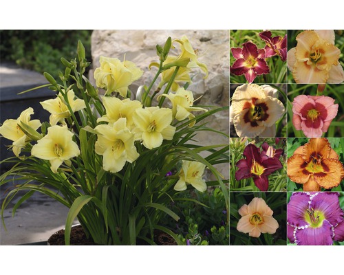 Denivka FloraSelf Hemerocallis hybrid 10-40 cm květináč 3 l 1 ks, různé barvy