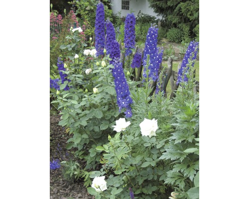 Stračka FloraSelf Delphinium x hybrid 10-40 cm květináč 3 l 1 ks, různé odrůdy Květinový záhon s ostrožkou a růžemi na zahradě