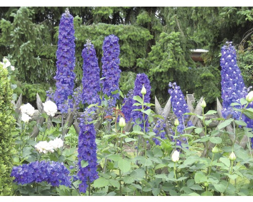 Kvetoucí ostrožka v zahradě