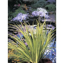 Puškvorec trávovitý žlutopestrý FloraSelf Acorus gramineus 'Ogon' květináč Ø 9 cm
