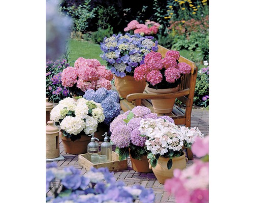 Různé hortenzie v květináčích na terase.