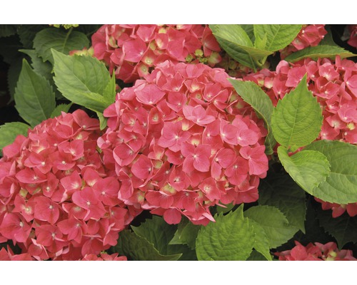 Detail růžových květů hortenzie se zelenými listy