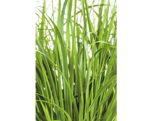 Detail trávy pro zahradu