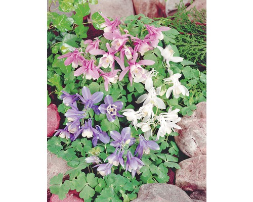 Různobarevné orlíčky v zahradním záhonu