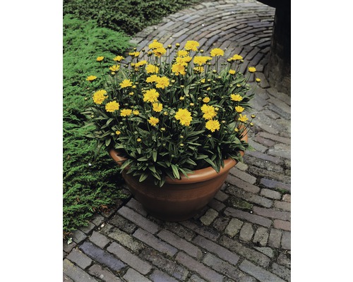 Žluté květy Coreopsis v květináči na dlážděné cestě.