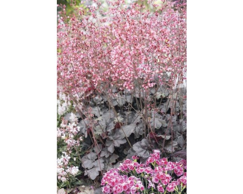 Kvetoucí Heuchera na zahradě.