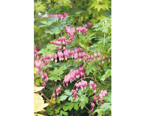 Srdcovka nádherná s květy ve tvaru srdce a zelenými listy.