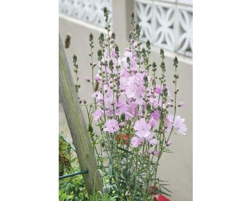 Růžové trávničky na zahradním záhonu