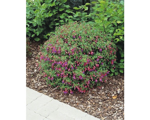 Kvetoucí fuchsie na zahradním záhonu