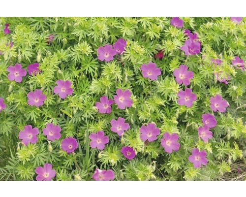 Kvetoucí pelargónie v zahradním záhonu