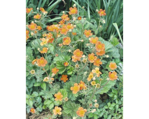 Skupina rostlin kuklíku s oranžovými květy