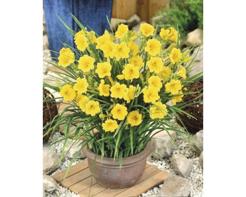 Žluté denivky v květináči do zahrady