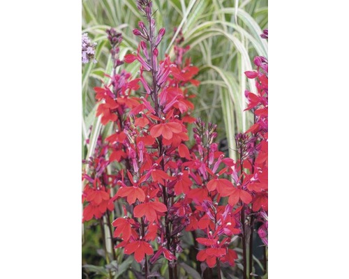 Fotografie skupiny vzpřímených rostlin lobelky s červenými květy