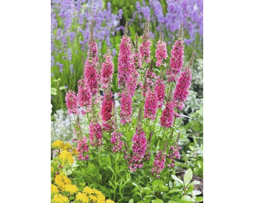 Vzpřímená, růžová, kvetoucí záhonová rostlina na zahradě