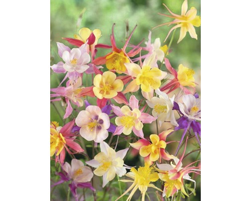 Různobarevné květy orlíčku na zahradě