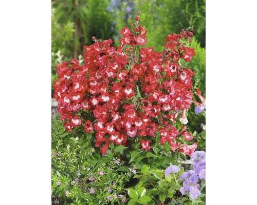 Snímek rostliny vousatky s červenými květy