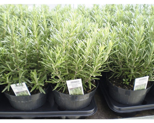 Několik rostlin rozmarýnu v květináčích