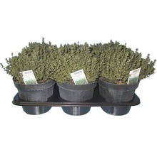 Tymián FloraSelf výška 30-40 cm květináč Ø 14 cm