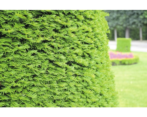 Tis červený FloraSelf Taxus baccata výška 125-150 cm v click květináči Detail stříhaného zimostrázu v zahradě