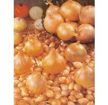 Cibule a semena cibule na hromadě