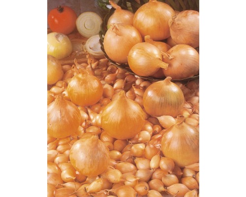 Cibule a semena cibule na hromadě