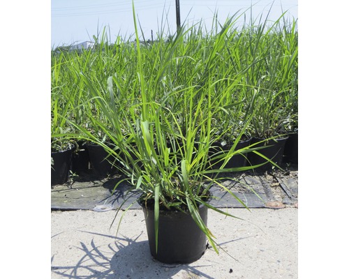 Ozdobnice čínská obří FloraSelf Miscanthus giganteus 20-120 cm květináč 3 l Ozdobnice čínská v květináči