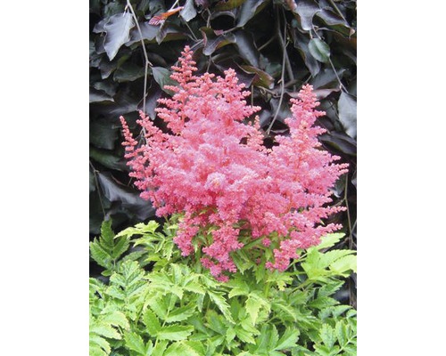 Čechrava japonská FloraSelf Astilbe arendsii Gem 20-50 cm květináč 3 l