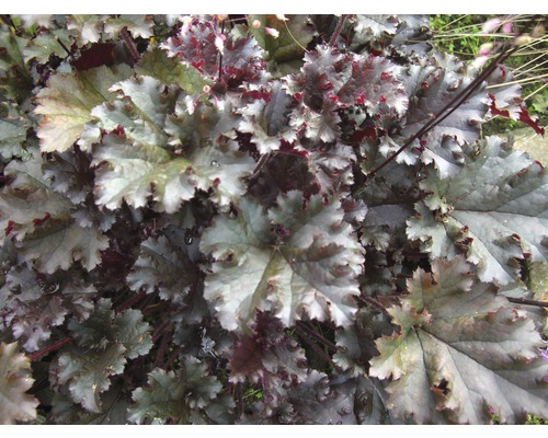 Dlužicha FloraSelf Heuchera sanguinea 10-30 cm květináč 3 l