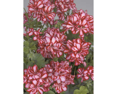 Květy pelargonie s pruhovanými okvětními lístky