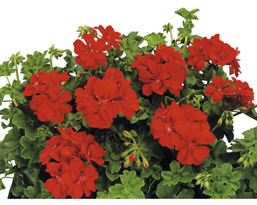 Červené květy pelargónie se zelenými listy