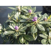 Rododendron s fialovými poupaty a zelenými listy