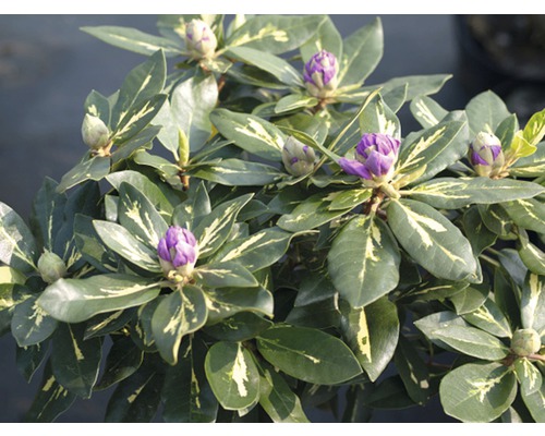 Rododendron s fialovými poupaty a zelenými listy