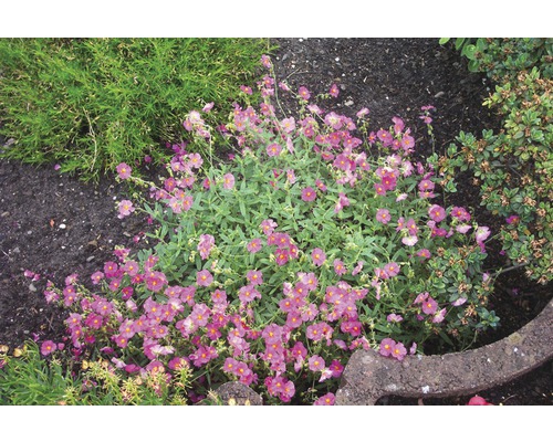 Devaterník s fialovými květy v zahradním záhonu.