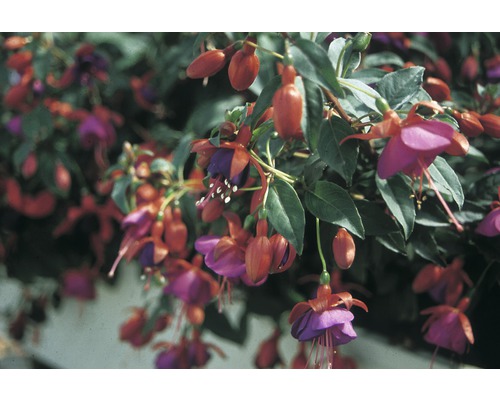 Fuchsie převislá FloraSelf Fuchsia kultivar květináč Ø 10,5 cm 1 ks, různé druhy