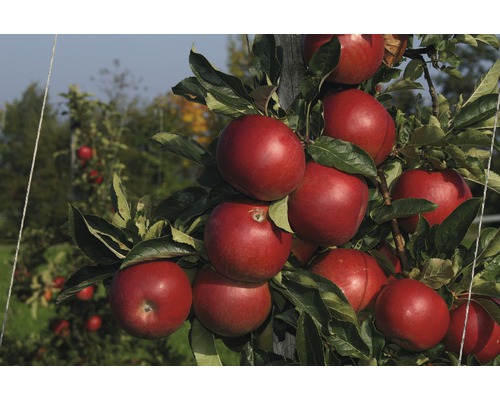 Jabloň zimní terasová FloraSelf Bio Malus domestica 'Jonagold' 60-80 cm květináč 5 l