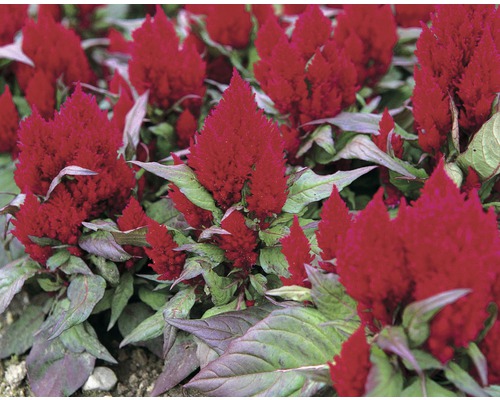 Detail kohoutích květů s listy