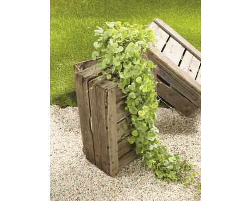 Scéna s popínavou rostlinou v dřevěné bedně