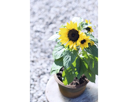 Slunečnice v květináči