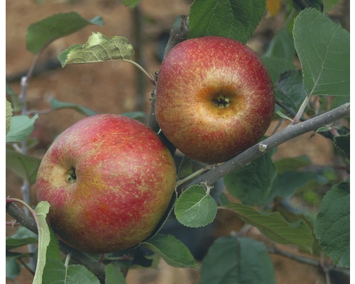 Jabloň zimní BIO FloraSelf Bio Malus domestica 'Roter Boskoop' 120-150 cm květináč 7,5 l