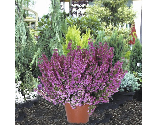 Vřes obecný v květináči před různými rostlinami