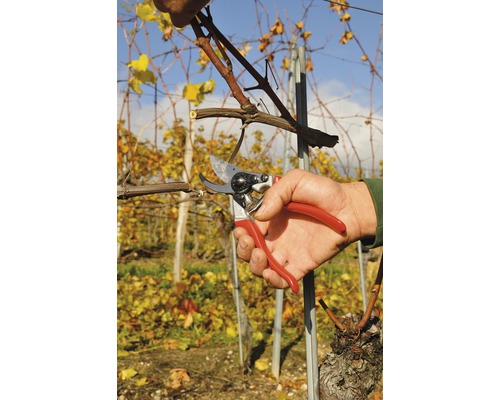 Osoba stříhá vinnou révu zahradními nůžkami.