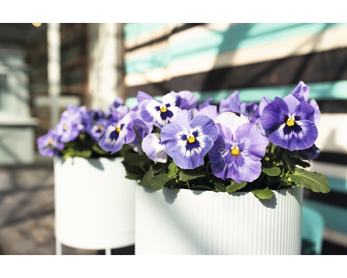 Fialkové macešky v květináčích