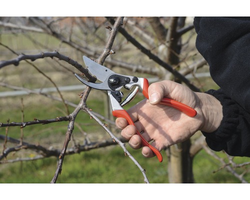 Zahradničení: Osoba stříhá větev zahradnickými nůžkami